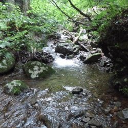 沢を３本釣り上がる ～長良川水系～